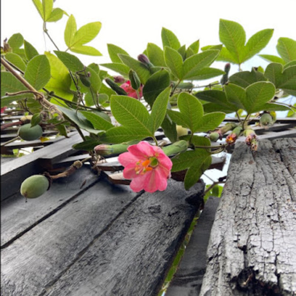 Meet your Posher, Marcie - Picture 1 of 1